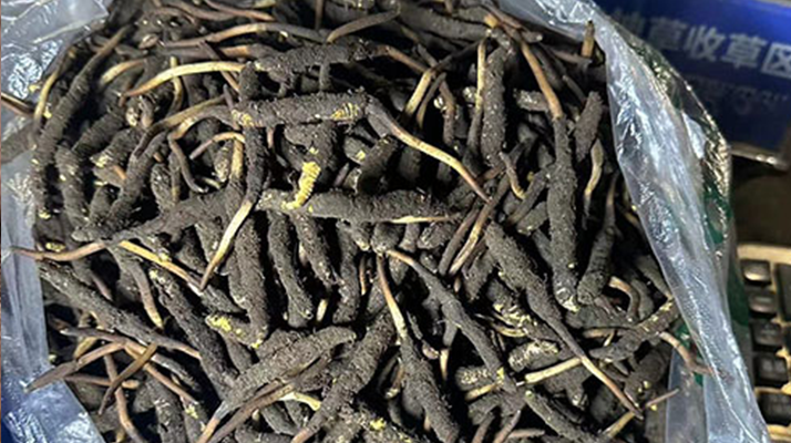 冬蟲夏草可以吃鮮的嗎？一文為你揭秘