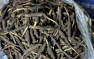 冬蟲夏草可以吃鮮的嗎？一文為你揭秘