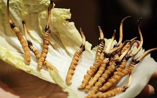 冬蟲夏草：鮮草與干草誰更勝一籌？