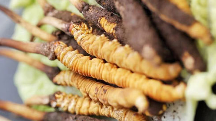 冬蟲(chóng)夏草鮮草可以生吃嗎？一文解讀食用真相