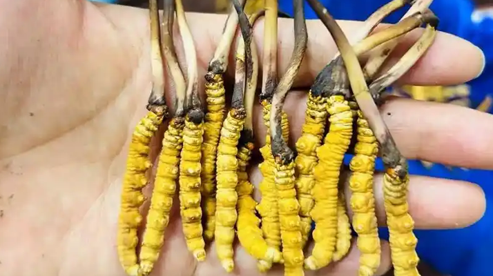 鮮冬蟲(chóng)夏草出水怎么辦？實(shí)用處理指南