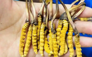 鮮冬蟲夏草出水怎么辦？實(shí)用處理指南