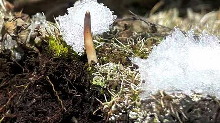 探秘雪域珍寶：最大的新鮮<a href=http://www.huaqingame.com/ target=_blank class=infotextkey><a href=http://www.huaqingame.com/s/nqcc/ target=_blank class=infotextkey>那曲冬蟲夏草</a></a>