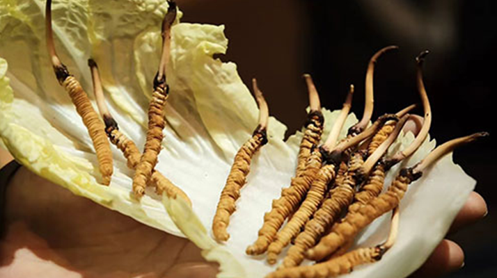 冬蟲夏草為何鮮的好？深度解析鮮蟲草的獨(dú)特優(yōu)勢(shì)