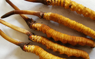 冬蟲(chóng)夏草鮮草價(jià)格多少？揭秘其背后的定價(jià)密碼
