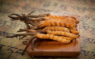 冬蟲(chóng)夏草鮮草會(huì)上火嗎？科學(xué)解讀其食用特性