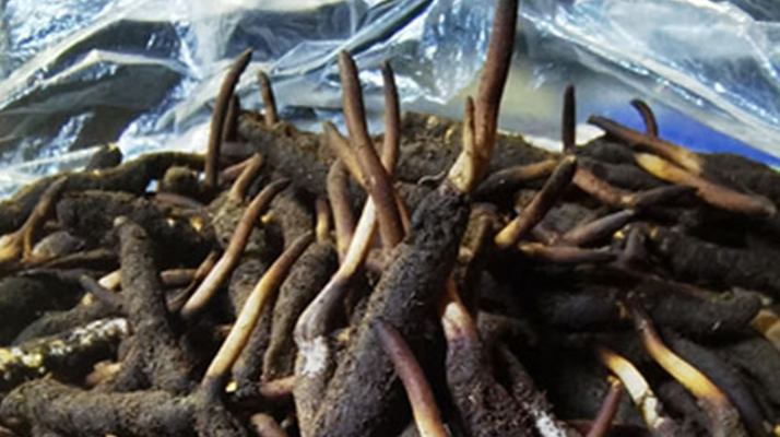 新鮮冬蟲夏草能放多久吃？一文掌握儲(chǔ)存與食用期限