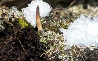 鮮冬蟲夏草燉湯多久能吃？科學燉煮時間全解析