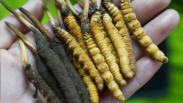 鮮冬蟲(chóng)夏草如何打粉末保存？實(shí)用指南來(lái)了