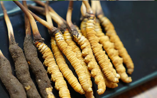鮮冬蟲夏草什么季節(jié)最好？滋補(bǔ)時(shí)機(jī)大揭秘