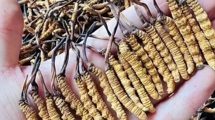 冬蟲夏草怎么吃？最全食用指南與科學建議?