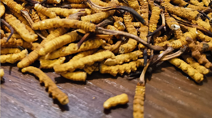 斷的冬蟲夏草有效果嗎？一文揭開真相