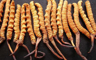 純野生冬蟲夏草多少錢一克？?jī)r(jià)格背后的秘密?