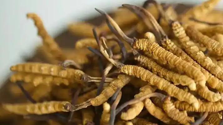 冬蟲夏草的營(yíng)養(yǎng)成分表