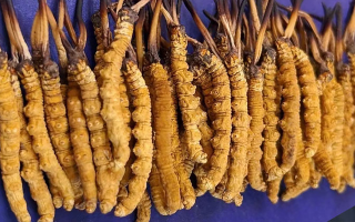 野生冬蟲夏草價(jià)格多少一斤？市場(chǎng)行情與價(jià)格影響因素解析