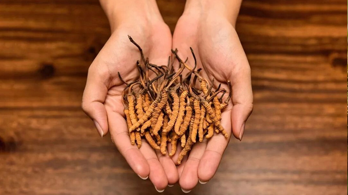 冬蟲夏草怎么食用效果好？掌握這些方法發(fā)揮最大功效