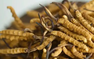 冬蟲夏草特級多少錢一克？多因素交織下的價格探秘