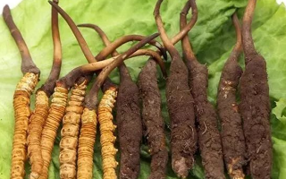 吃新鮮冬蟲夏草后拉肚子？原因與應(yīng)對(duì)方法解析
