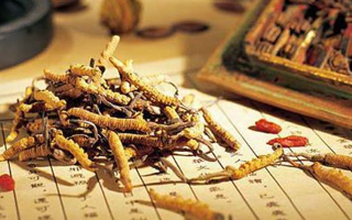 冬蟲夏草是什么長成的？揭秘其獨特的生長歷程
