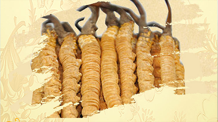 <a href=http://www.huaqingame.com/ target=_blank class=infotextkey>冬蟲(chóng)夏草</a>夏天如何保存