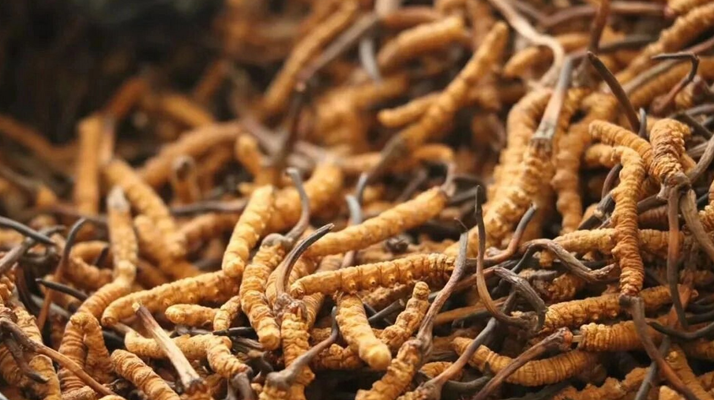 冬蟲夏草服用的五個常見誤區(qū)，很多人都中招了！