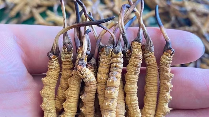 一盒冬蟲(chóng)夏草多少錢(qián)？從規(guī)格到定位的價(jià)格解析
