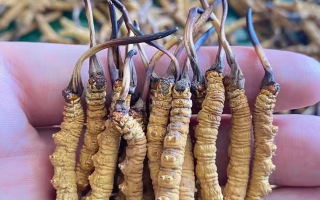 冬蟲夏草等級怎么辨別？專業(yè)指南教你識別優(yōu)劣真?zhèn)?> </div>
            <div   id=