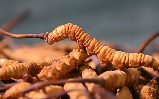 冬蟲(chóng)夏草泡酒全攻略：所需材料、選材標(biāo)準(zhǔn)與準(zhǔn)備指南