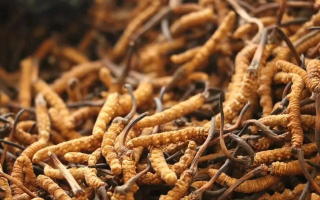 冬蟲(chóng)夏草一條多少錢？單條價(jià)格的計(jì)算邏輯與實(shí)際范圍