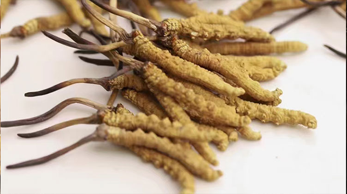 蟲草花與冬蟲夏草價格之比較?