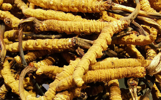 紫河車(chē)與冬蟲(chóng)夏草的區(qū)別：來(lái)源、功效及適用場(chǎng)景解析