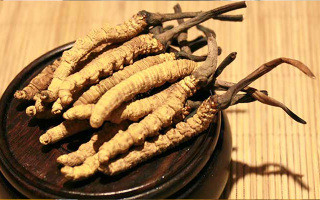 剛挖采的冬蟲(chóng)夏草怎么辦？科學(xué)處理與儲(chǔ)存指南