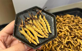 冬蟲夏草可以煲骨頭嗎？當然可以！這樣做營養(yǎng)翻倍