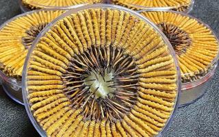 冬蟲夏草一斤價格多少？2025 年行情揭秘，差價竟達數(shù)十倍