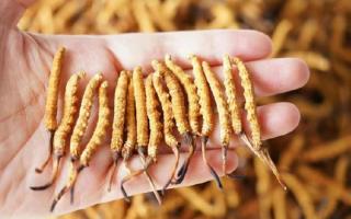為啥說頭期冬蟲夏草品質(zhì)最好？掰開揉碎給你講