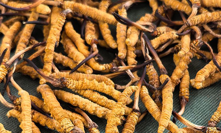 燉了二十年蟲草湯，這口感我太熟了，跟你細(xì)細(xì)說
